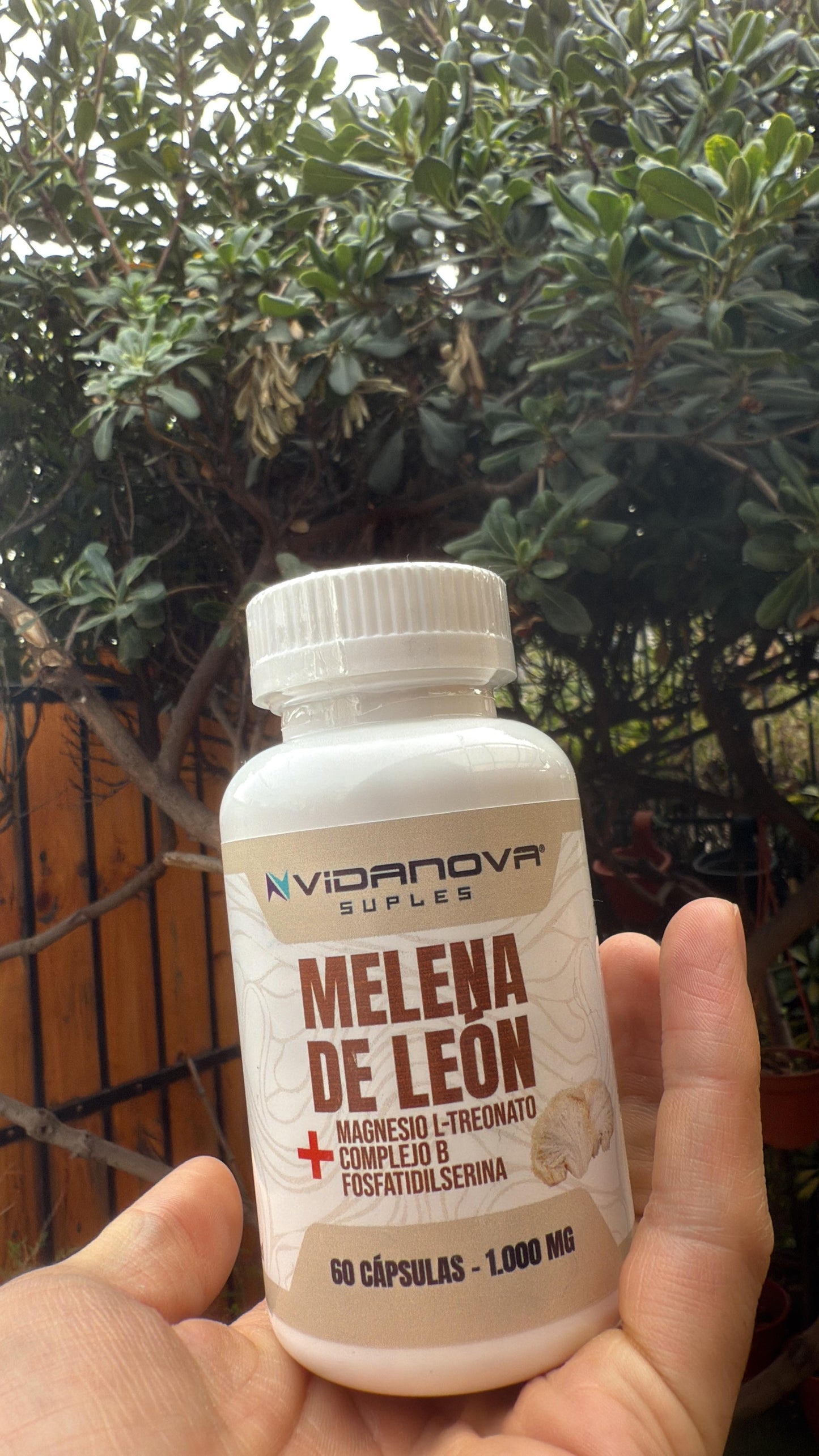 Melena de León Fortificada (60 Capsulas)
